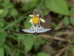 Tagiades flesus Fabricius 1781 resmi