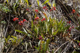 Image of Cyrtochilum rhodoneurum (Rchb. fil.) Dalström