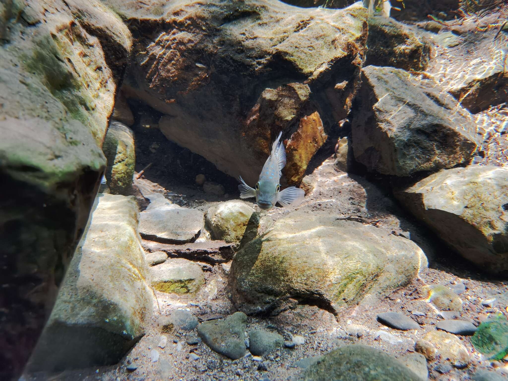 Image of Lowland cichlid