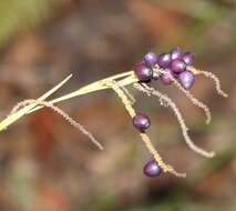 Image de Gymnostachys