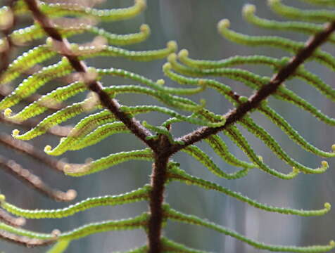 Image of Gleichenia dicarpa R. Br.