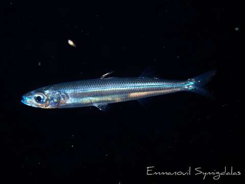 Image of Mediterranean sand smelt