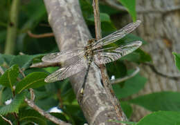 Image of Pale-faced Clubskimmer