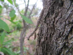 Image of Ciulfina biseriata Westwood 1889