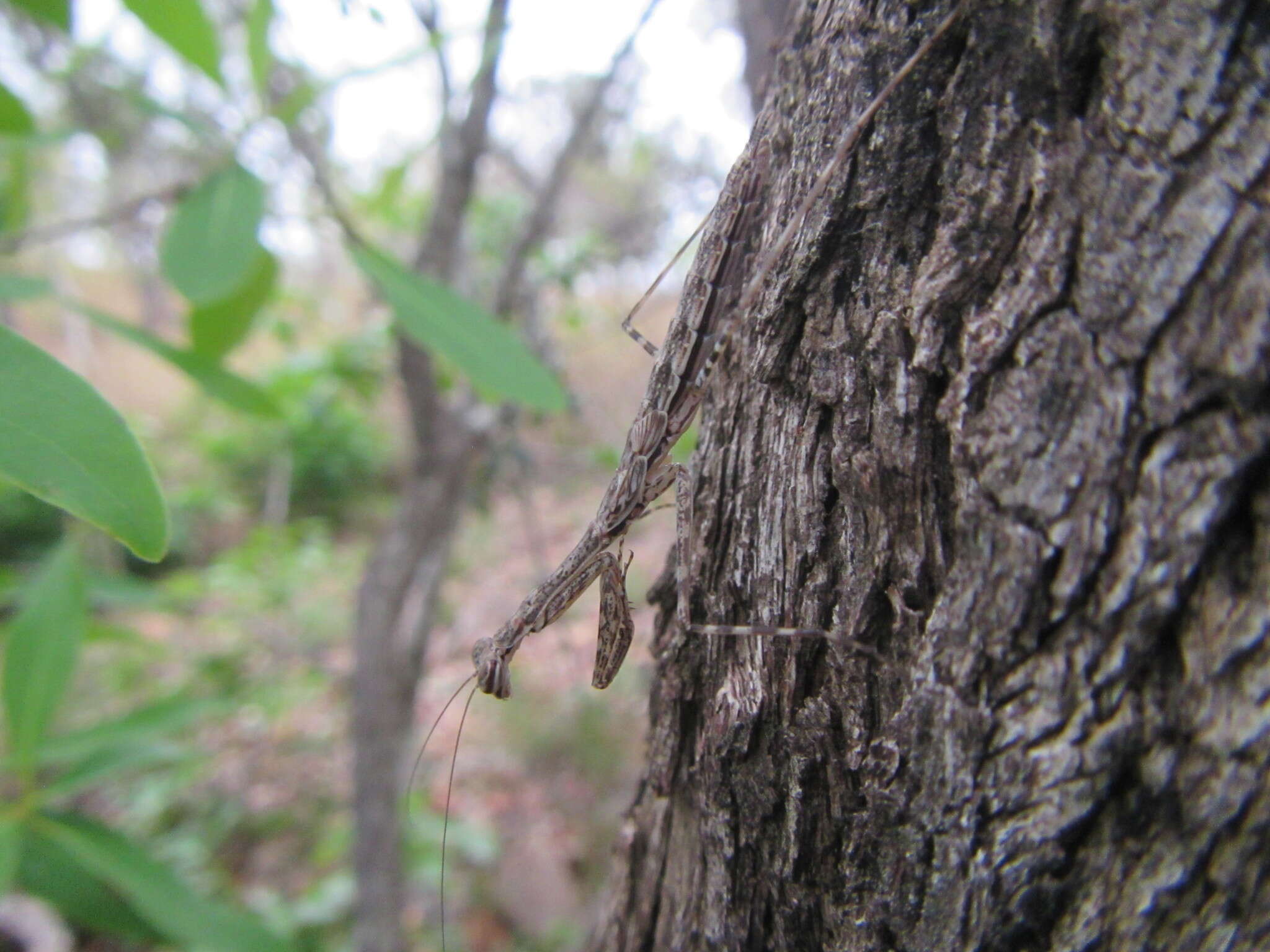 Image of Ciulfina biseriata Westwood 1889