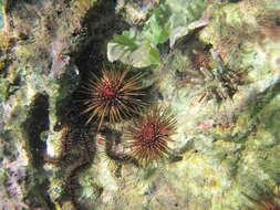 Image of reef urchin