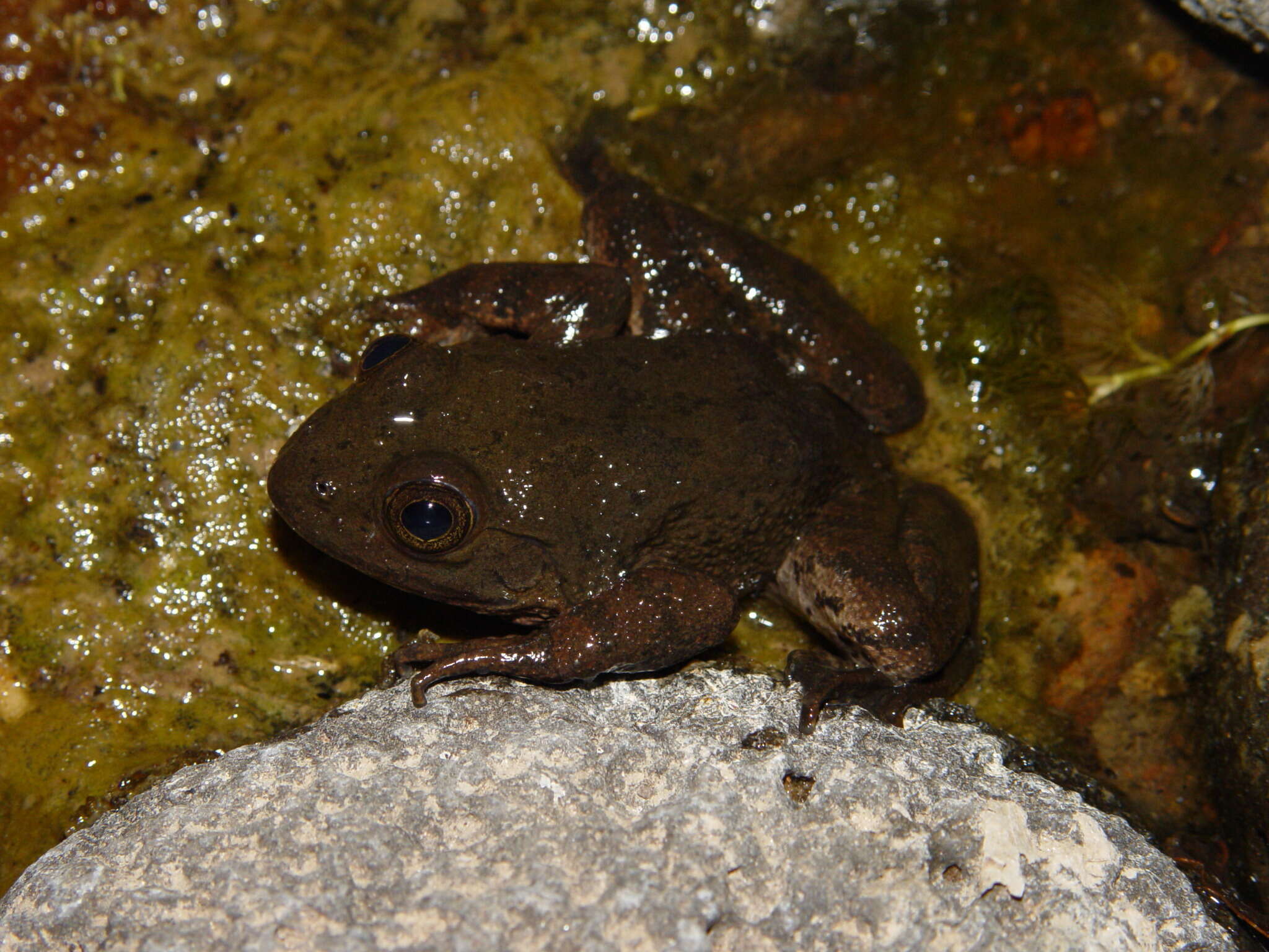 Image of Tarahumara Frog