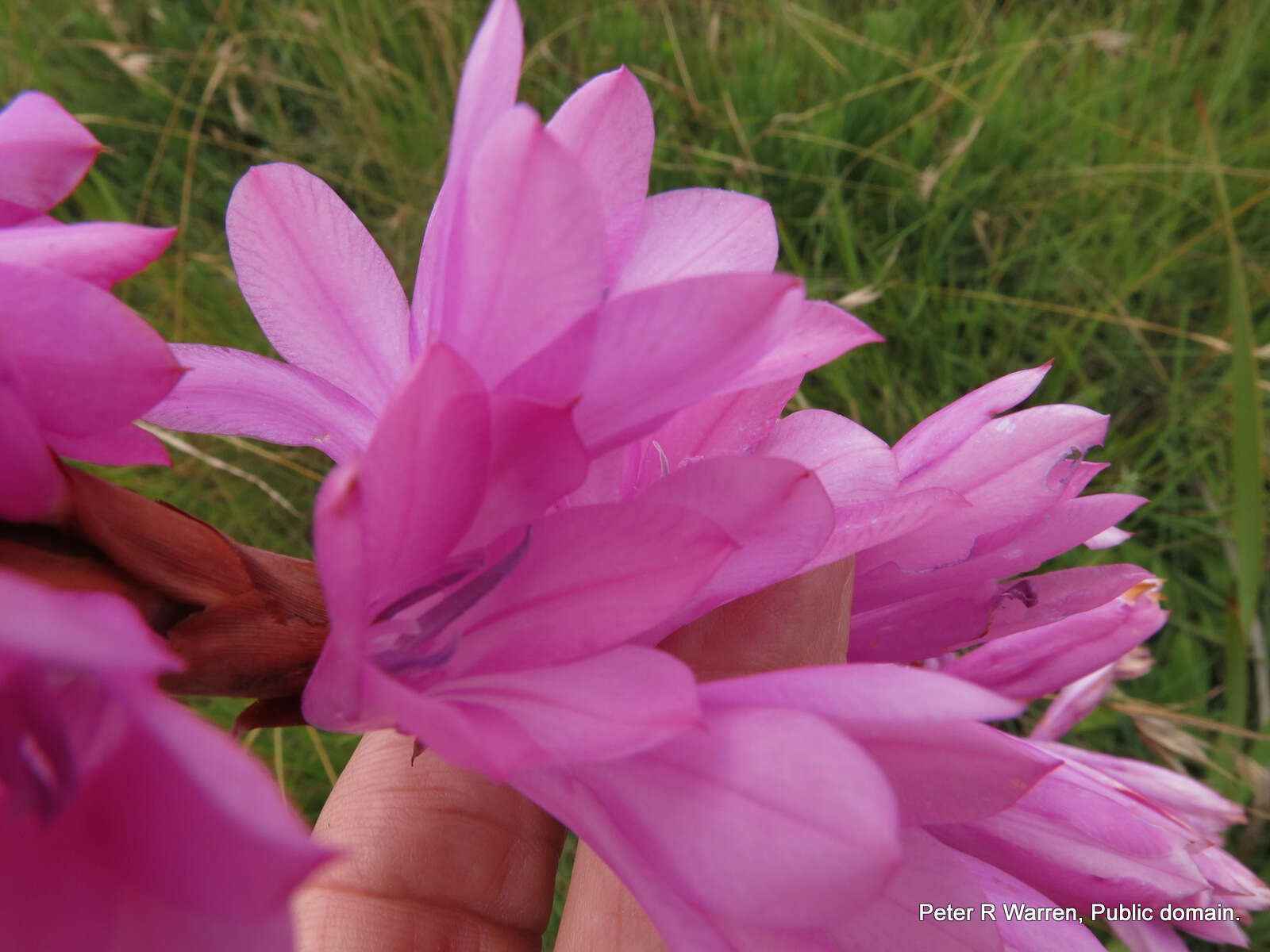 Image of Watsonia confusa Goldblatt