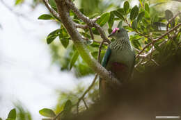 Image of Red-bellied Fruit Dove