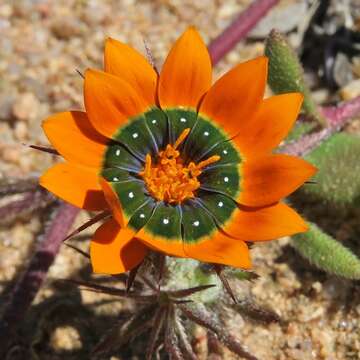 Image of beetle daisy