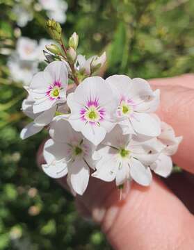 Sivun Veronica catarractae G. Forst. kuva