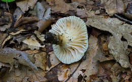 Image of Lactarius gerardii Peck 1873