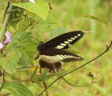 Image of White-banded Swallowtail