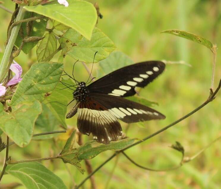 Image of White-banded Swallowtail