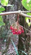 صورة Medinilla cacuminum Jumelle & Perrier