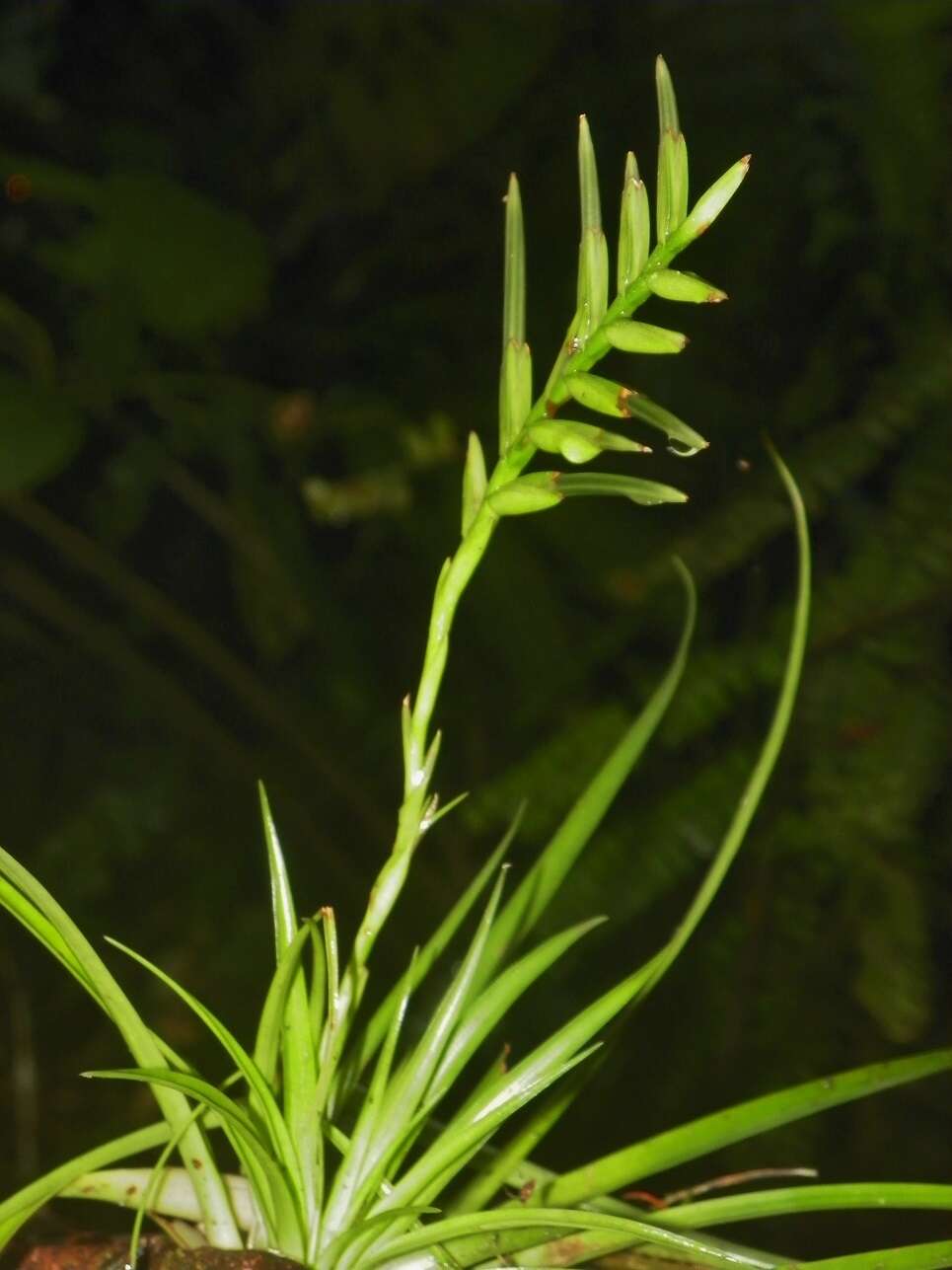 Image of Lemeltonia monadelpha (É. Morren) Barfuss & W. Till