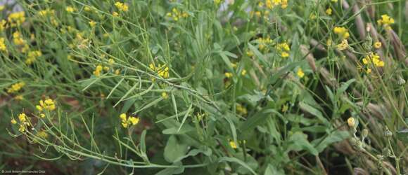 Plancia ëd Brassica rapa L.