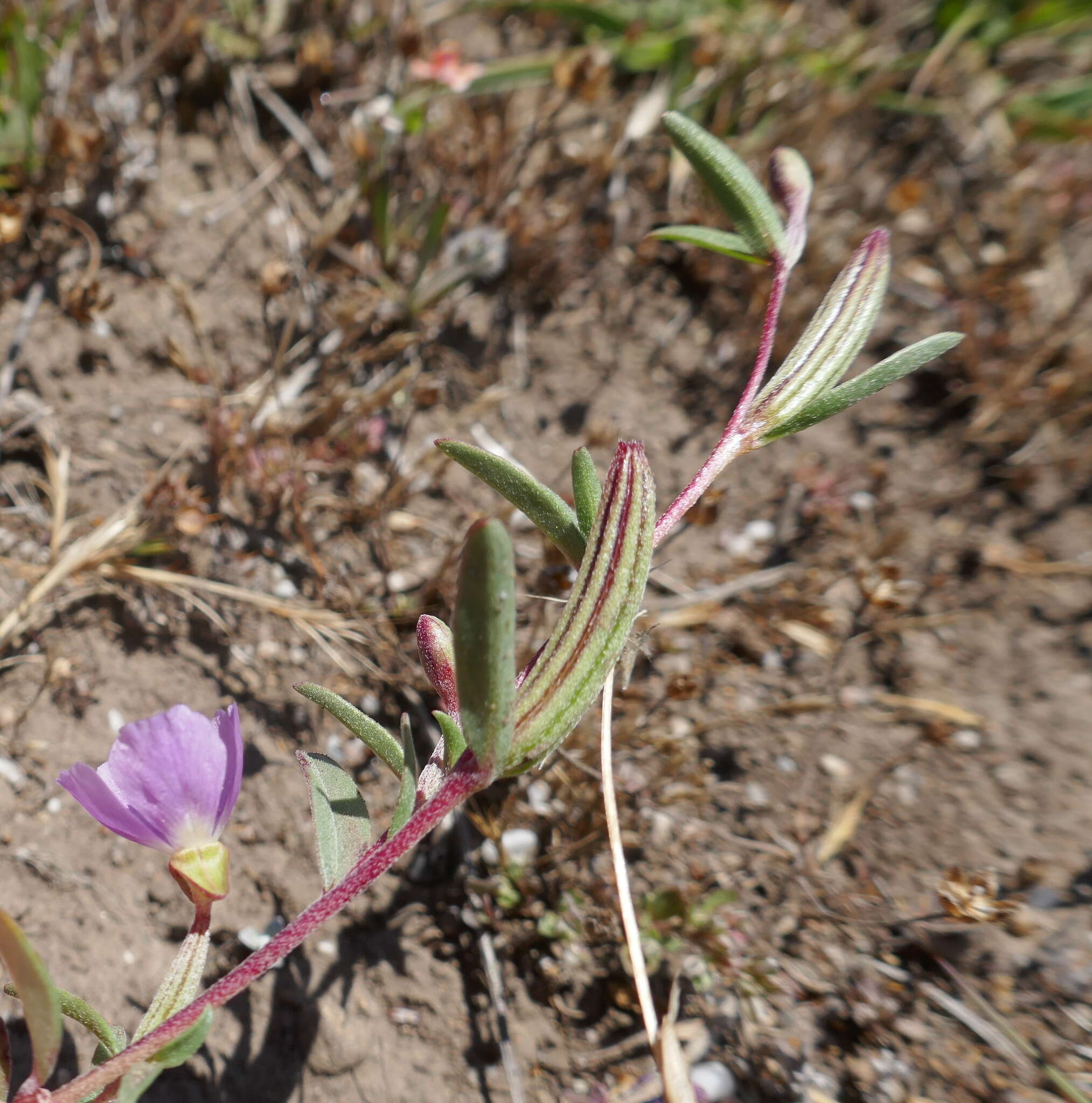 Plancia ëd Clarkia davyi (Jepson) H. & M. Lewis