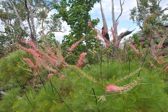 Image of Grevillea dryandri R. Br.