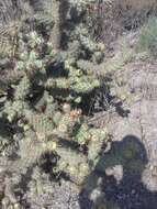 Image of coastal cholla