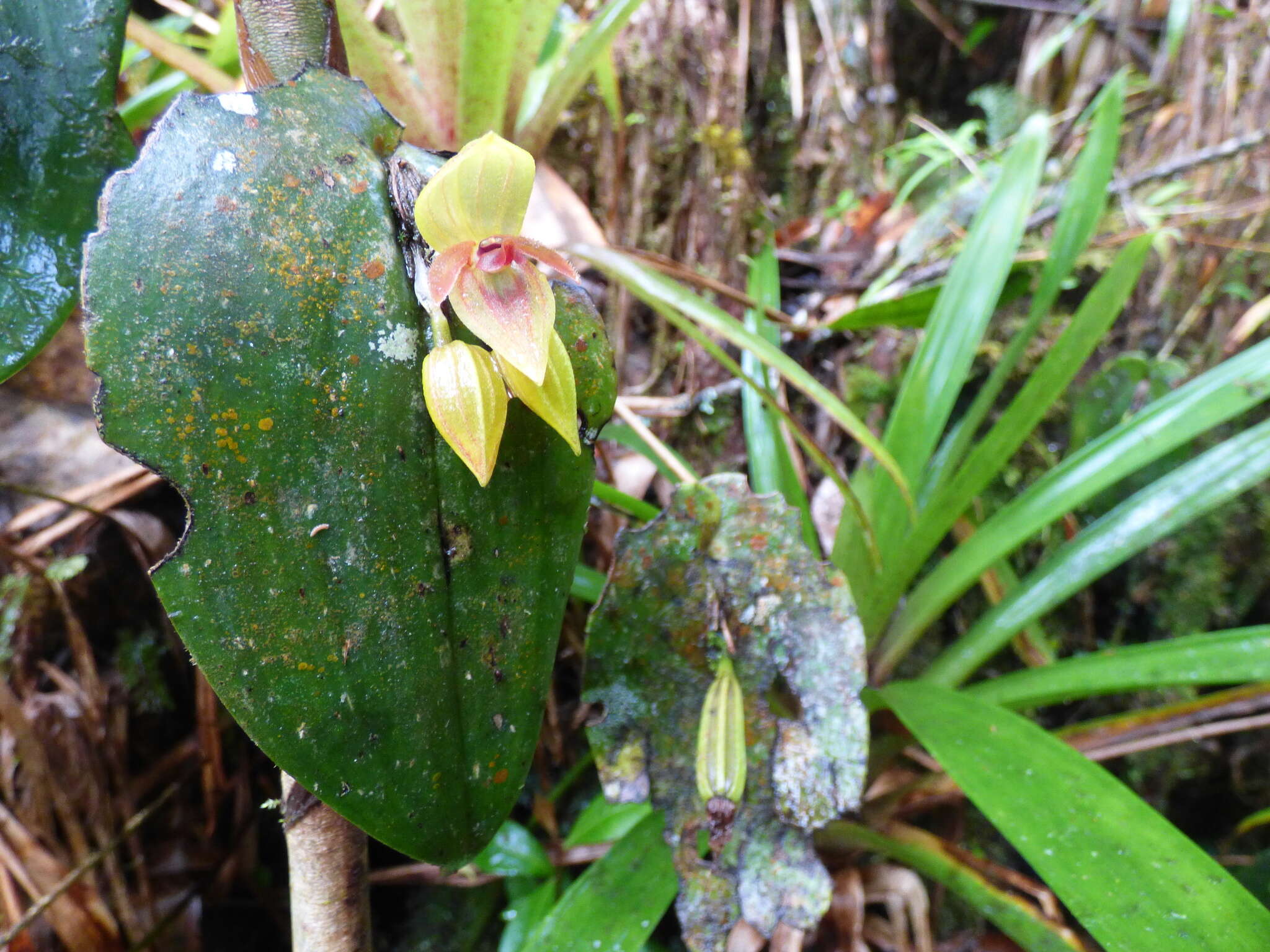 Imagem de Pleurothallis siphoglossa Luer & R. Escobar