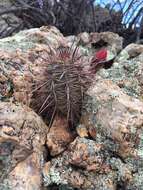 Image of Echinocereus arizonicus subsp. nigrihorridispinus