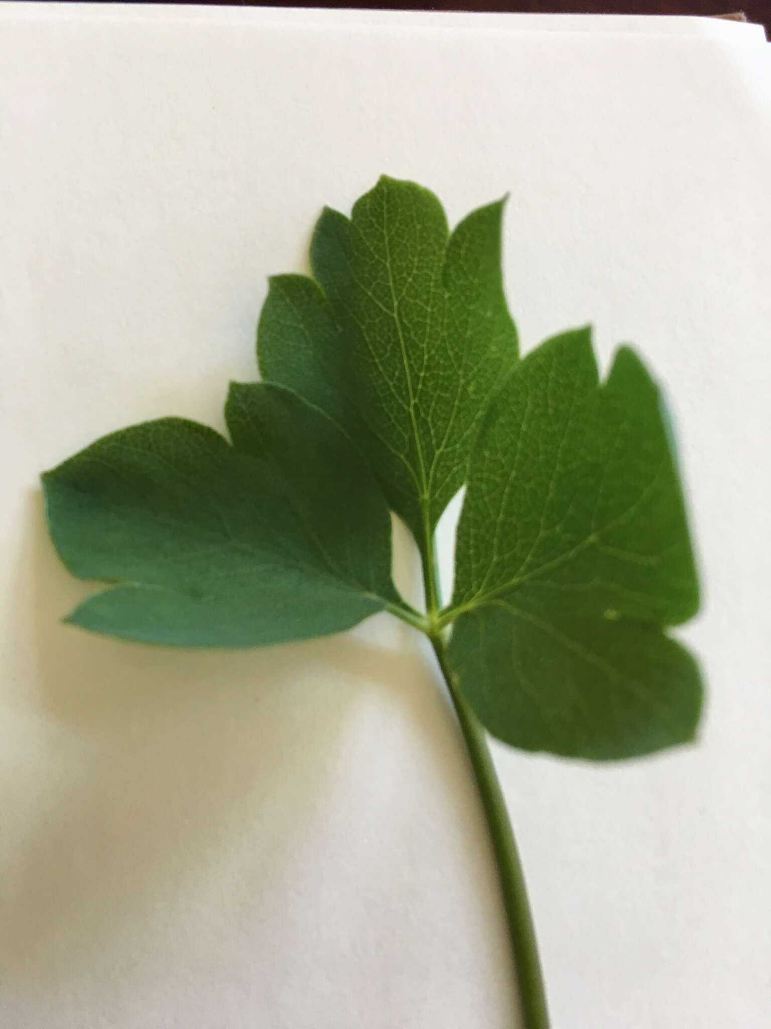 Image of Peucedanum japonicum var. japonicum