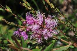 Image of thymeleaf melaleuca