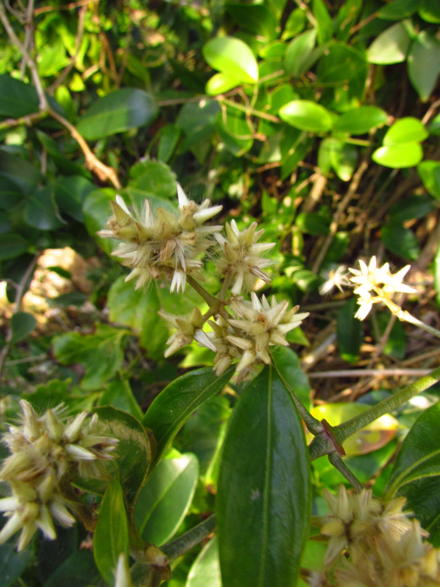 Image of Gomphrena vaga C. Mart.