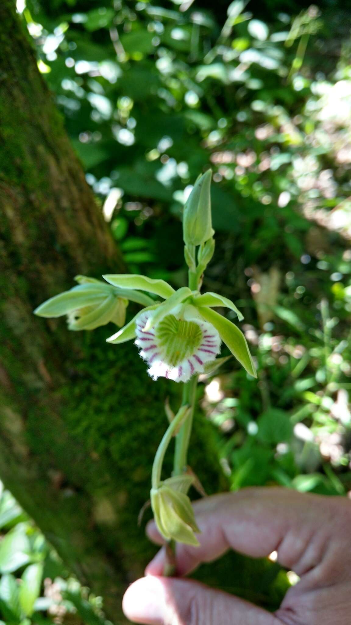 Image of Beyrich's hooded orchid