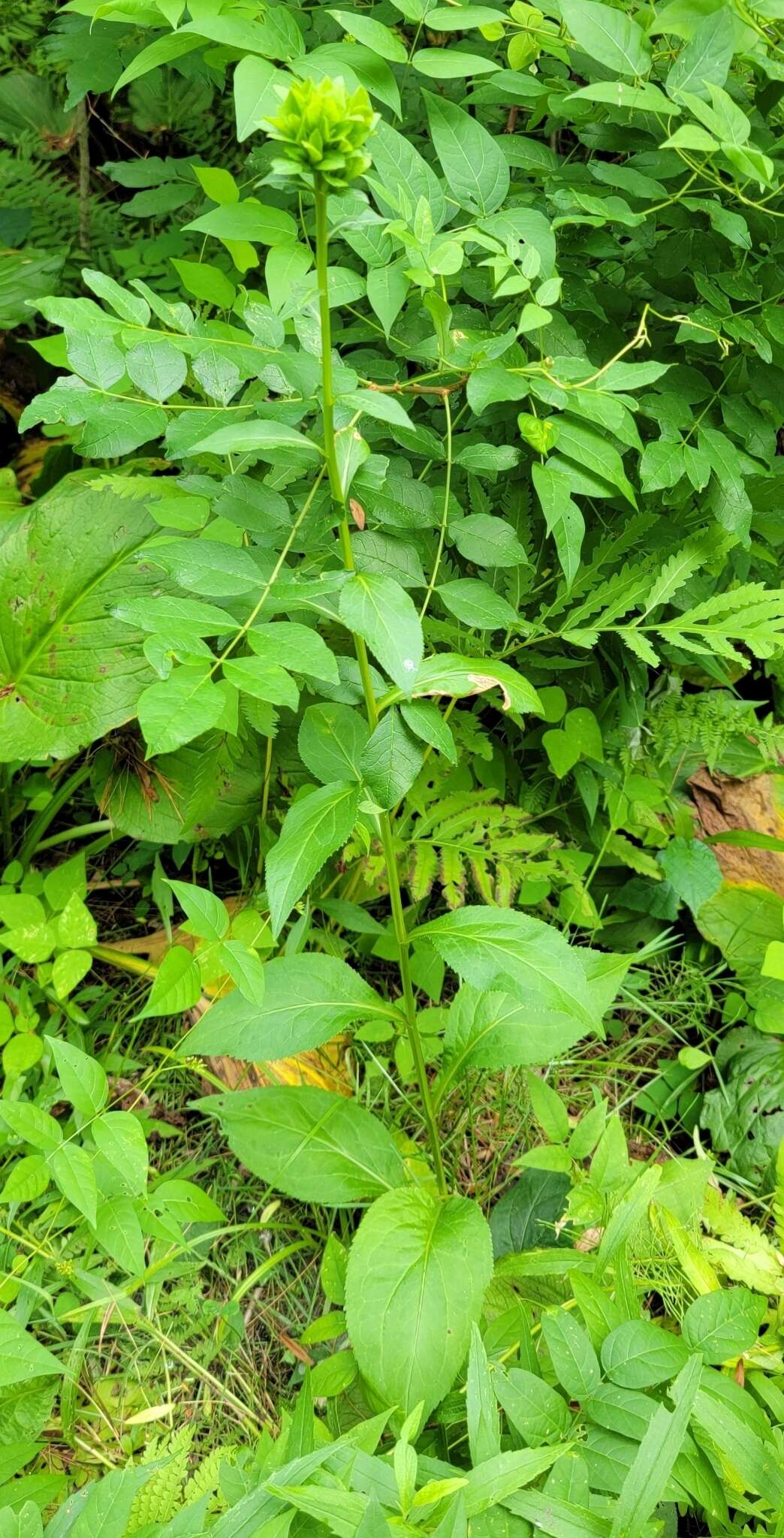 Image of Asphondylia pumila Plakidas 2016