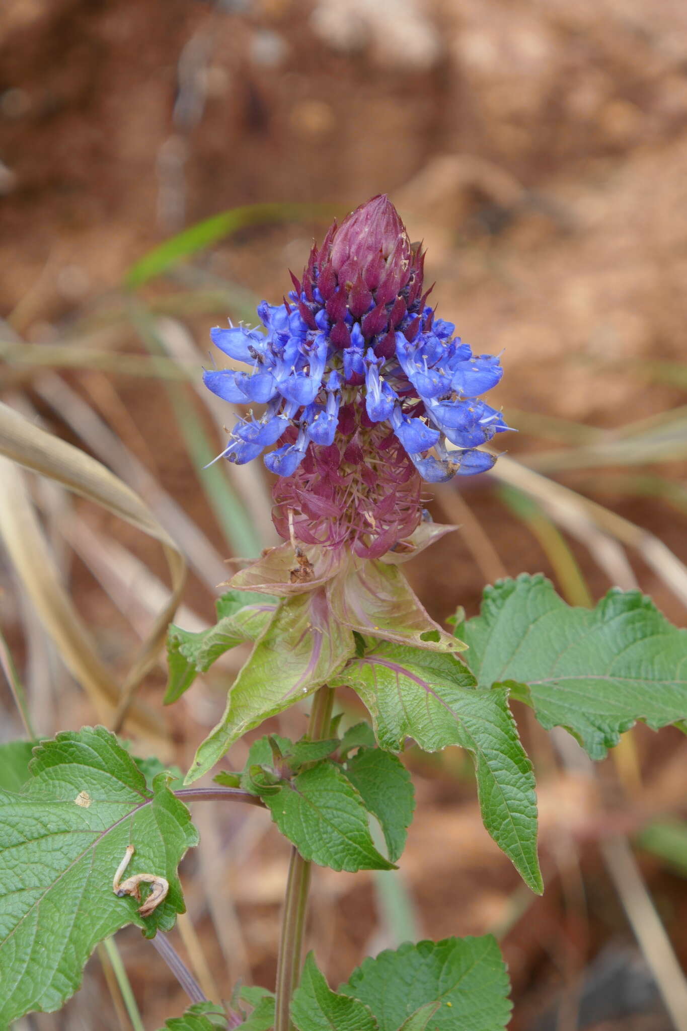 Image of <i>Coleus livingstonei</i>