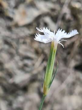 Plancia ëd Dianthus fragrans Bieb.