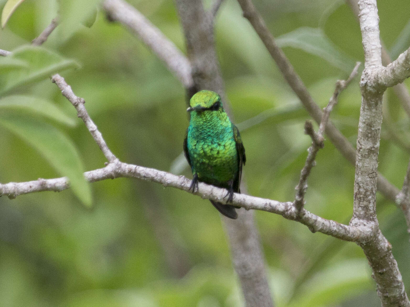 Chlorostilbon gibsoni (Fraser 1840) resmi