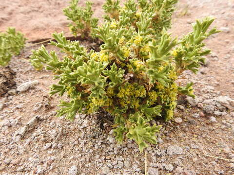 Image of Azorella trisecta