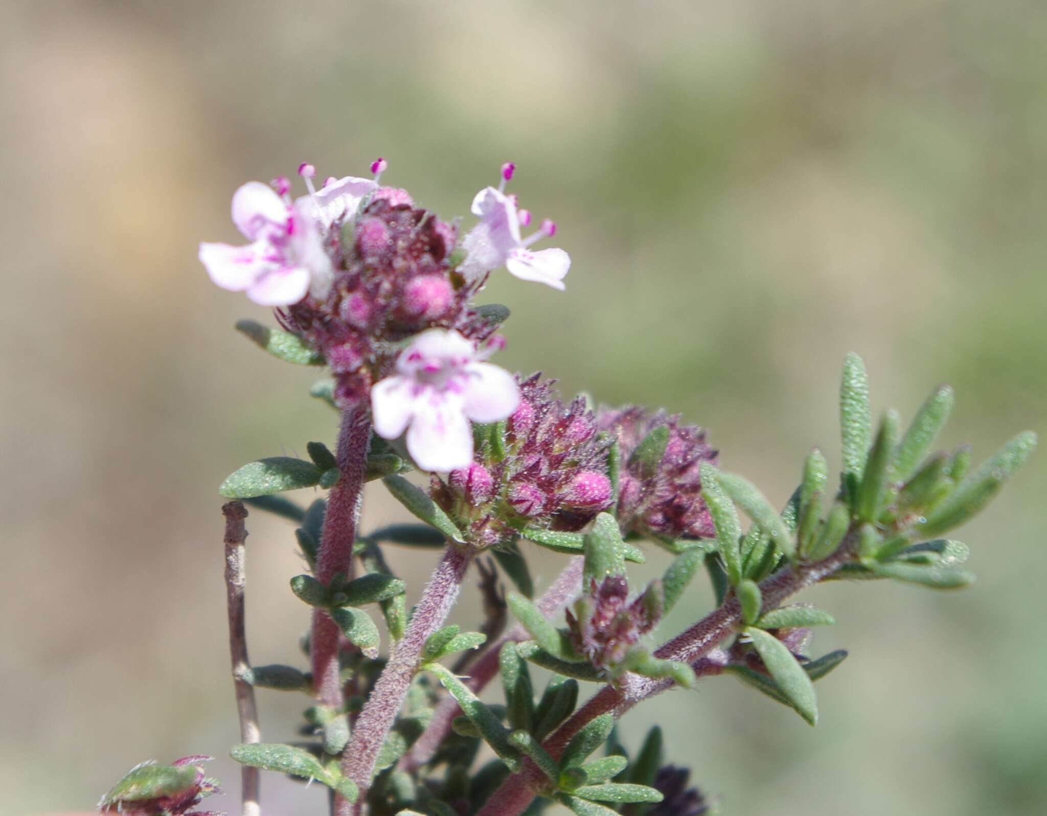 Thymus willdenowii Boiss. resmi