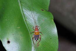 Image of Ornebius longipennis (Shiraki 1930)