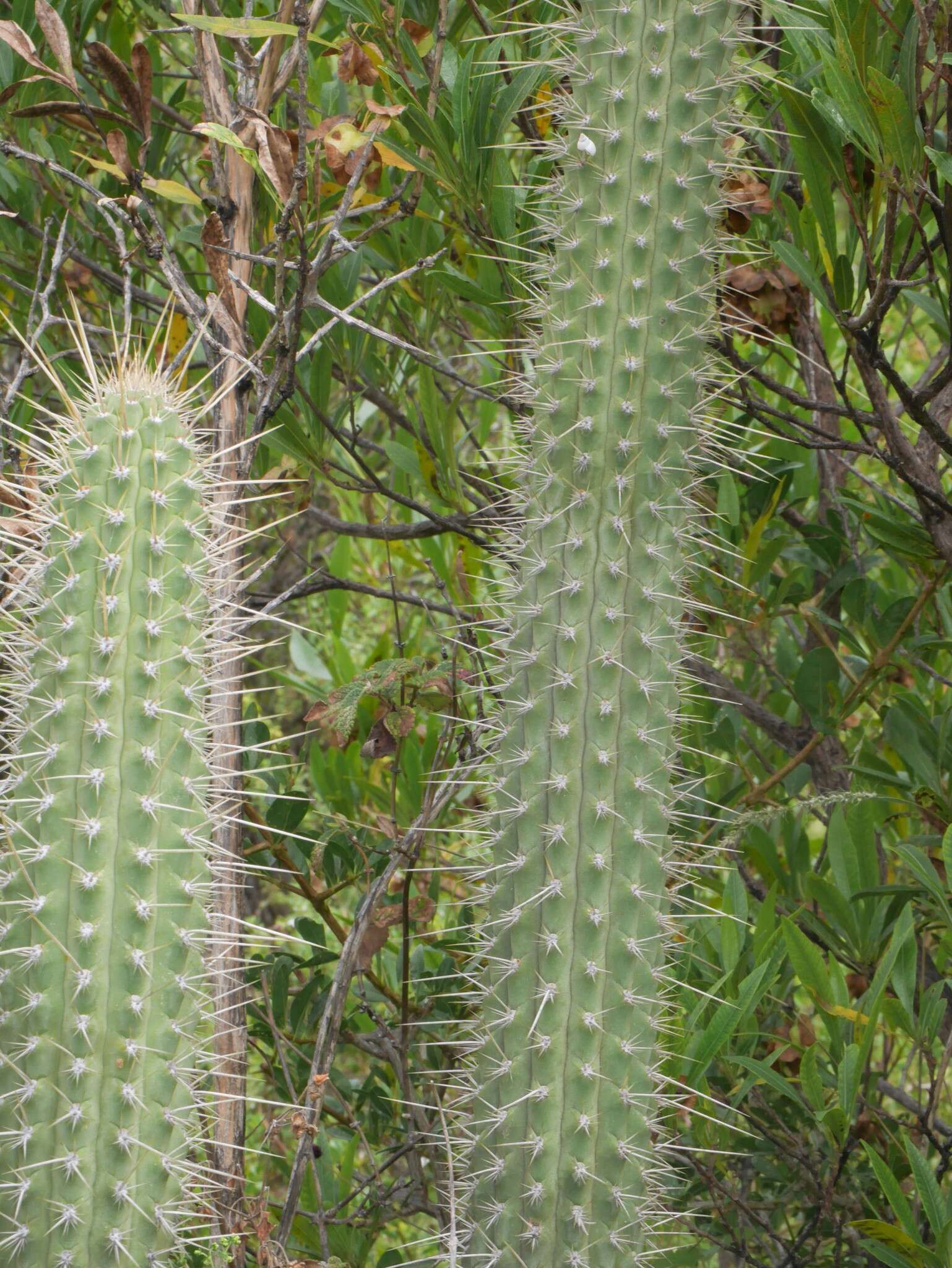 Image de Cleistocactus morawetzianus Backeb.