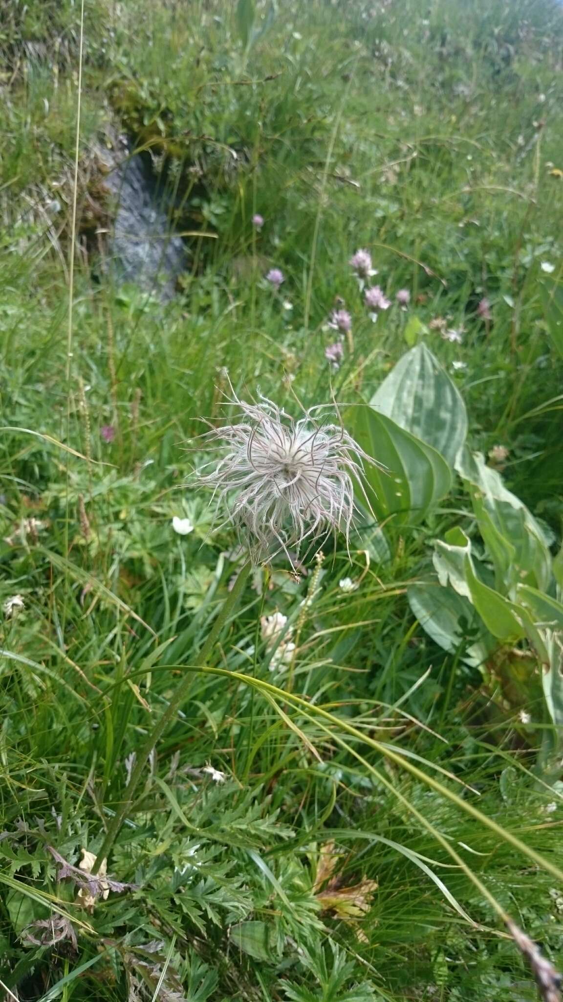 Imagem de Pulsatilla alpina (L.) Delarbre