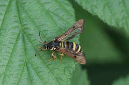 Image of Raspberry Clearwing