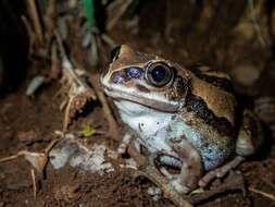 Image of Mozambique tree frog