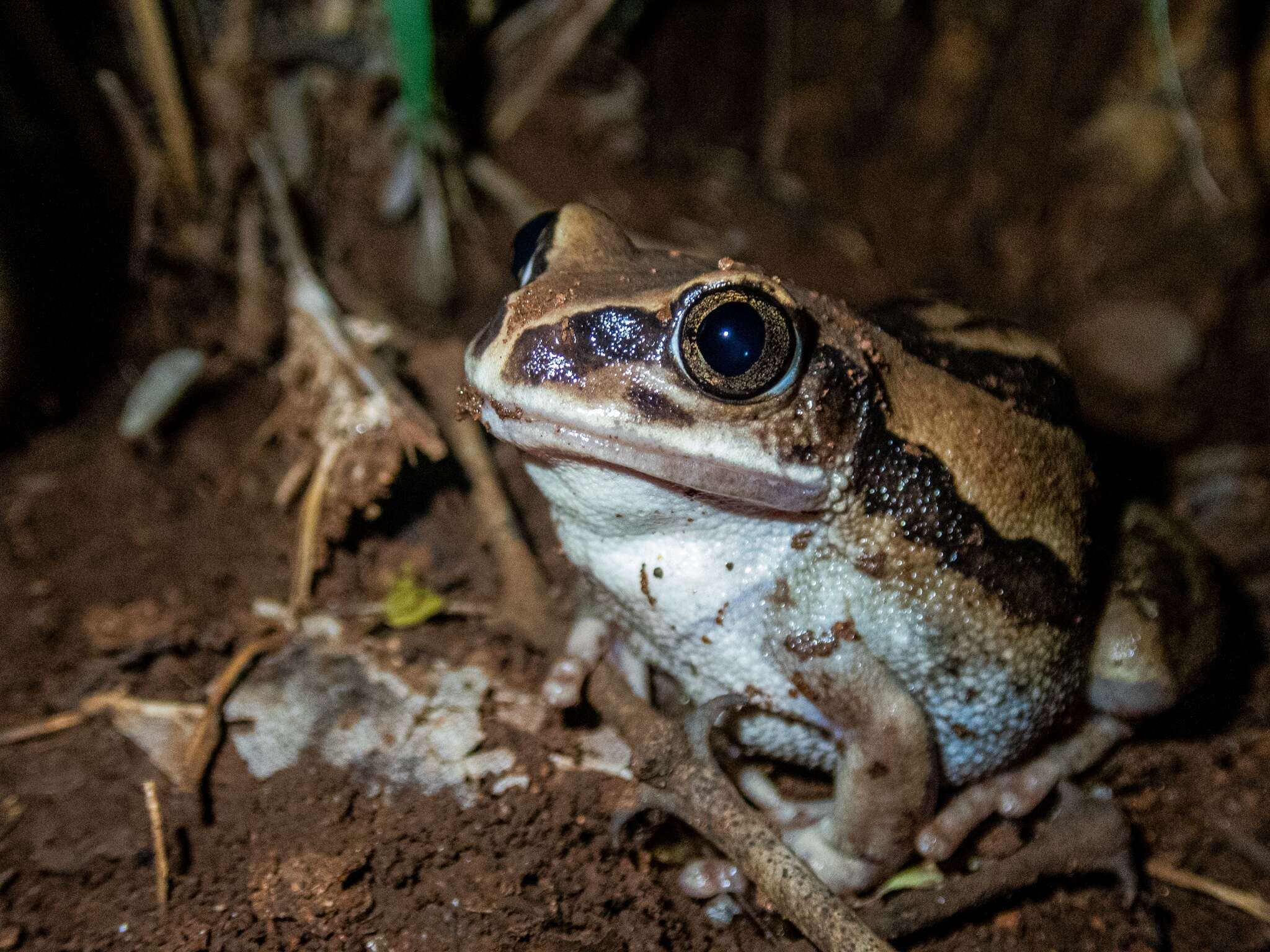 Leptopelis mossambicus Poynton 1985的圖片