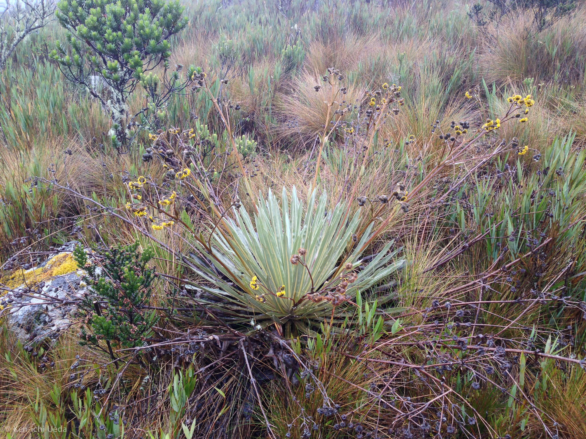 Image of Espeletia argentea Humb. & Bonpl.