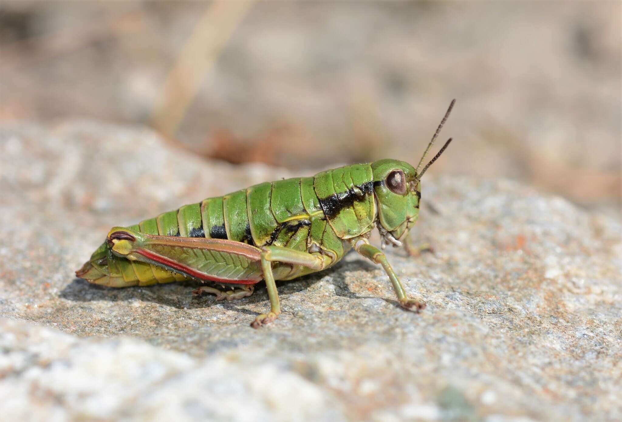 Image of Epipodisma pedemontana waltheri Harz 1973