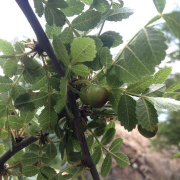 Image of Bursera glabrifolia (Kunth) Engl.