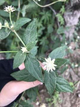 Image of Gomphrena elegans C. Mart.