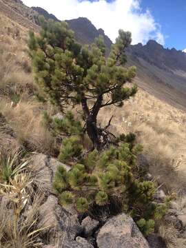 Image of Hartweg's Pine