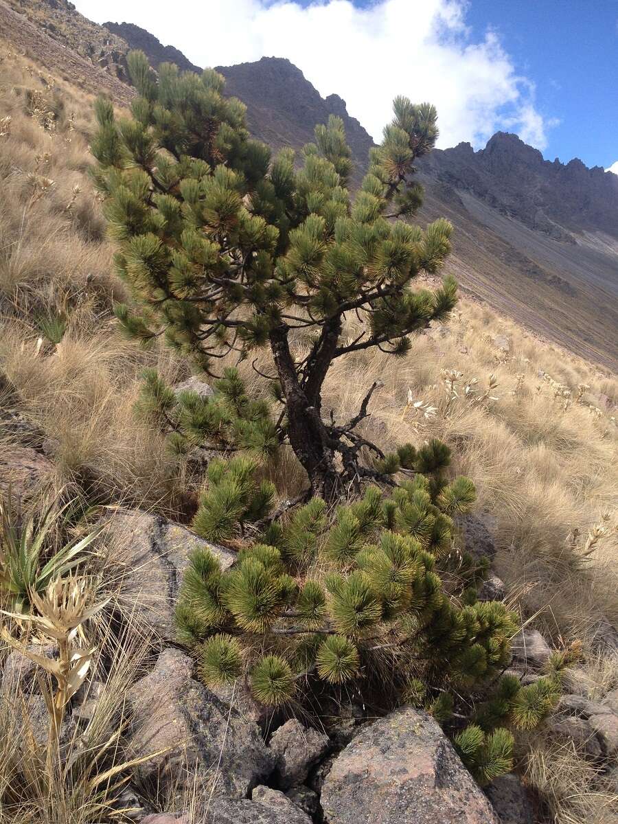 Image of Hartweg's Pine