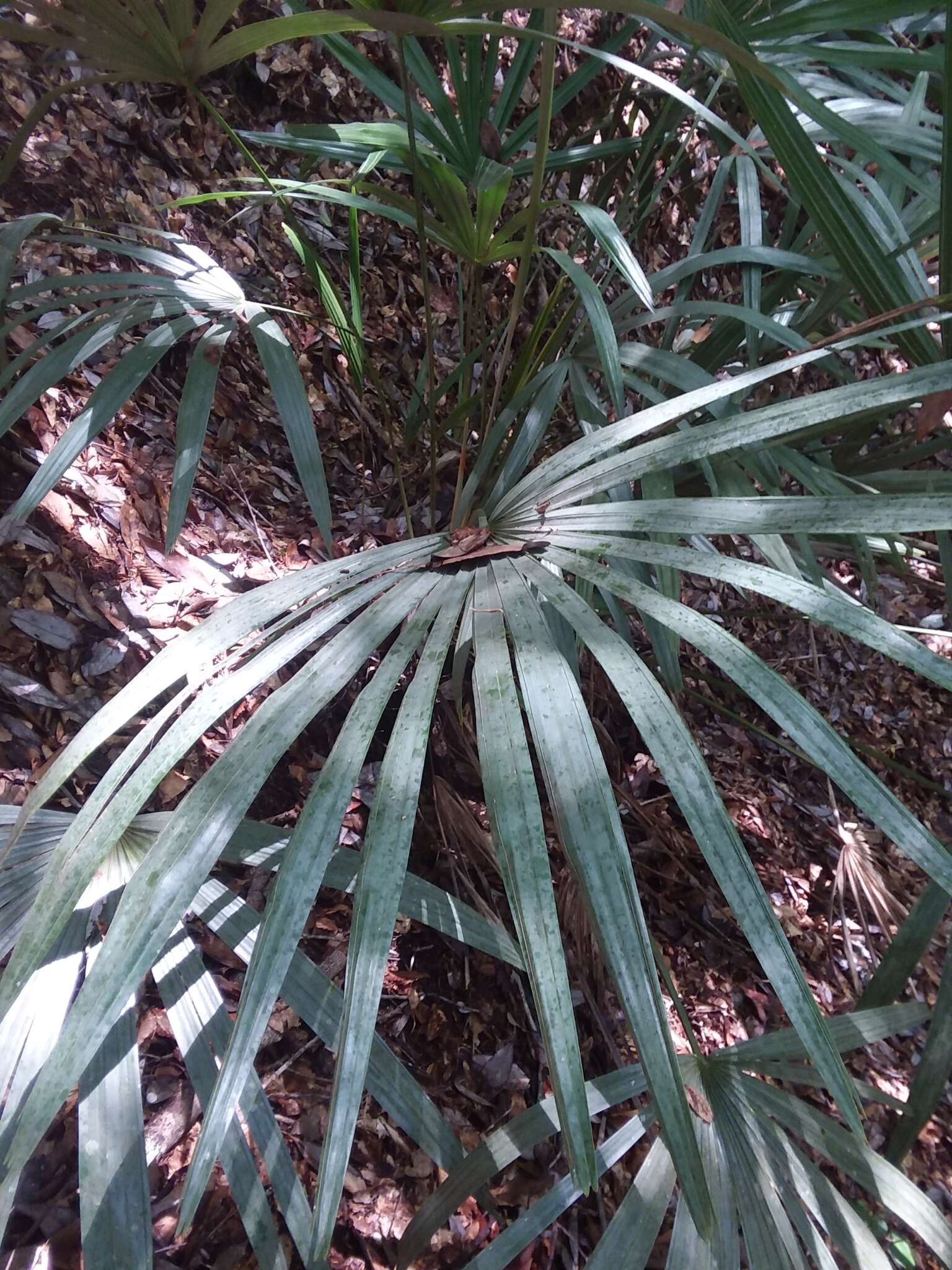 Image of rhapidophyllum