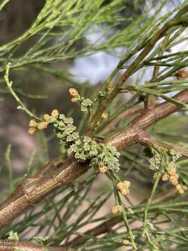 Image of Dwarf Cypress-pine